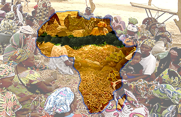Maraichage / production d'oignons dans les jardins polyvalents - Crédit photo: Agence Panafricaine de la Grande Muraille Verte - Montage photo : Oecologia