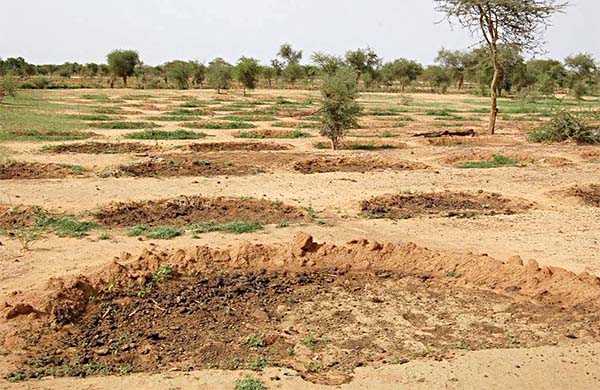 Mise en place de demi lunes - Crédit photo: Agence Panafricaine de la Grande Muraille Verte
