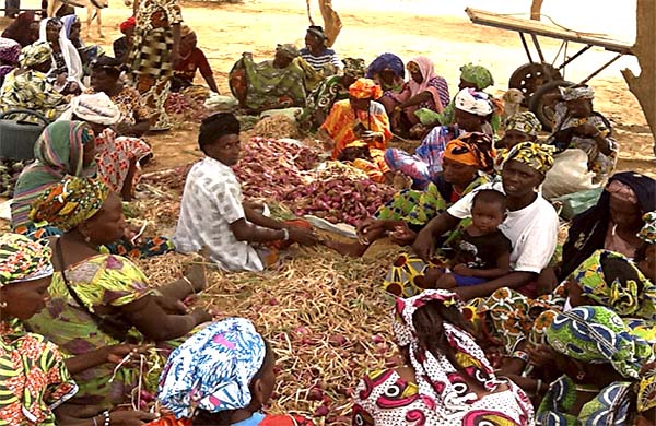Maraichage / production d'oignons dans les jardins polyvalents -  - Crédit photo: Agence Panafricaine de la Grande Muraille Verte