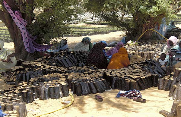 Production de plants par des femmes - Crédit photo: Agence Panafricaine de la Grande Muraille Verte