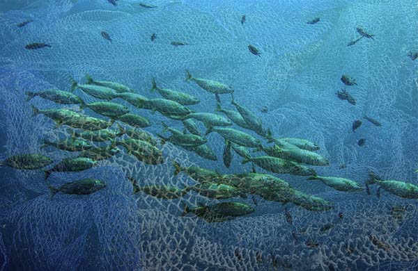 Pêche illicite - FAO