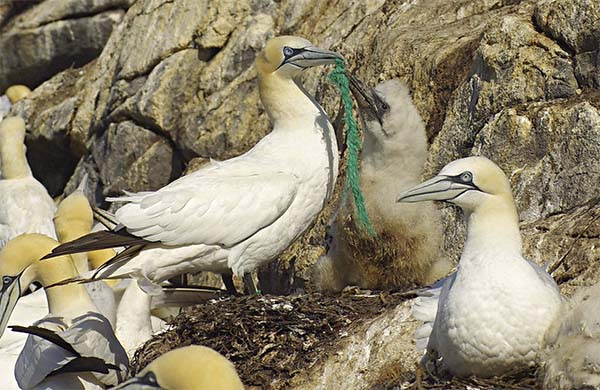 oiseaux migrateurs - Pollution plastique