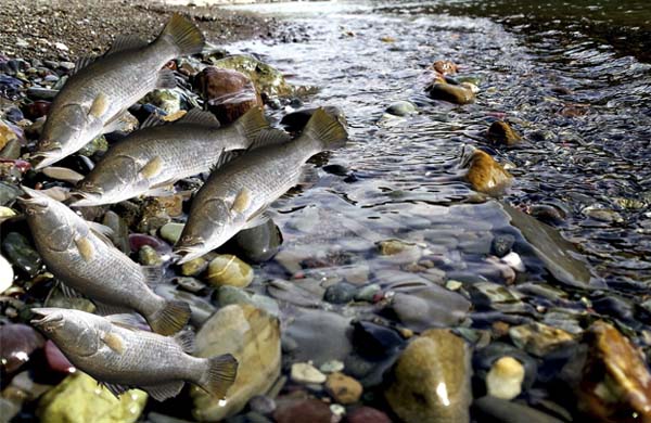 Mort de poissons par embolie gazeuse dans la rivière des Outapuais