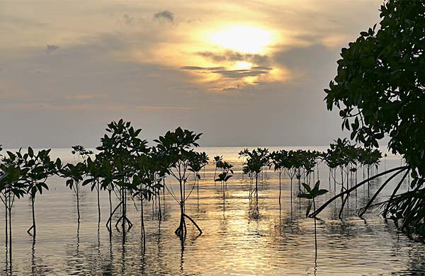 Mangroves
