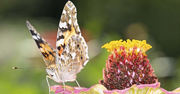 Biodiversité
