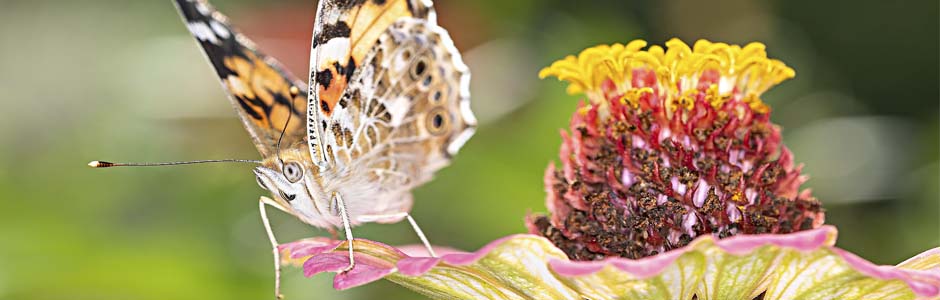 Biodiversité