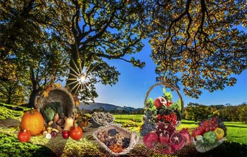 Agriculture & Consommation